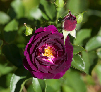 10 Dark Purple Rose Seeds - Seed World