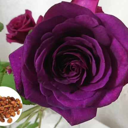 10 Dark Purple Rose Seeds - Seed World