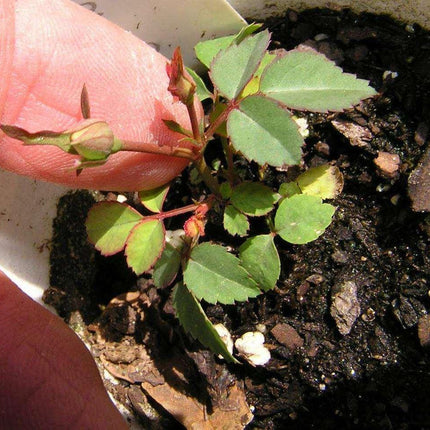 10 Dark Purple Rose Seeds - Seed World