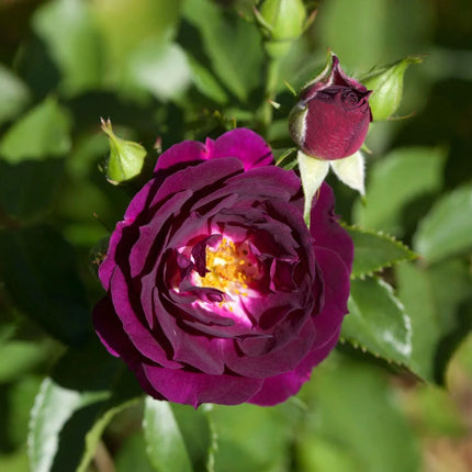 10 Dark Purple Rose Seeds - Seed World