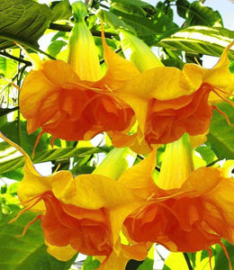 10 Double Bright Yellow Orange Angel Trumpet Seeds - Seed World