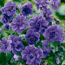10 Double Purple Geranium Seeds - Seed World