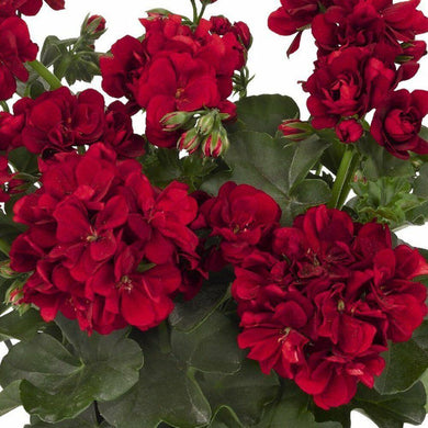 10 Double Red Geranium Seeds - Seed World