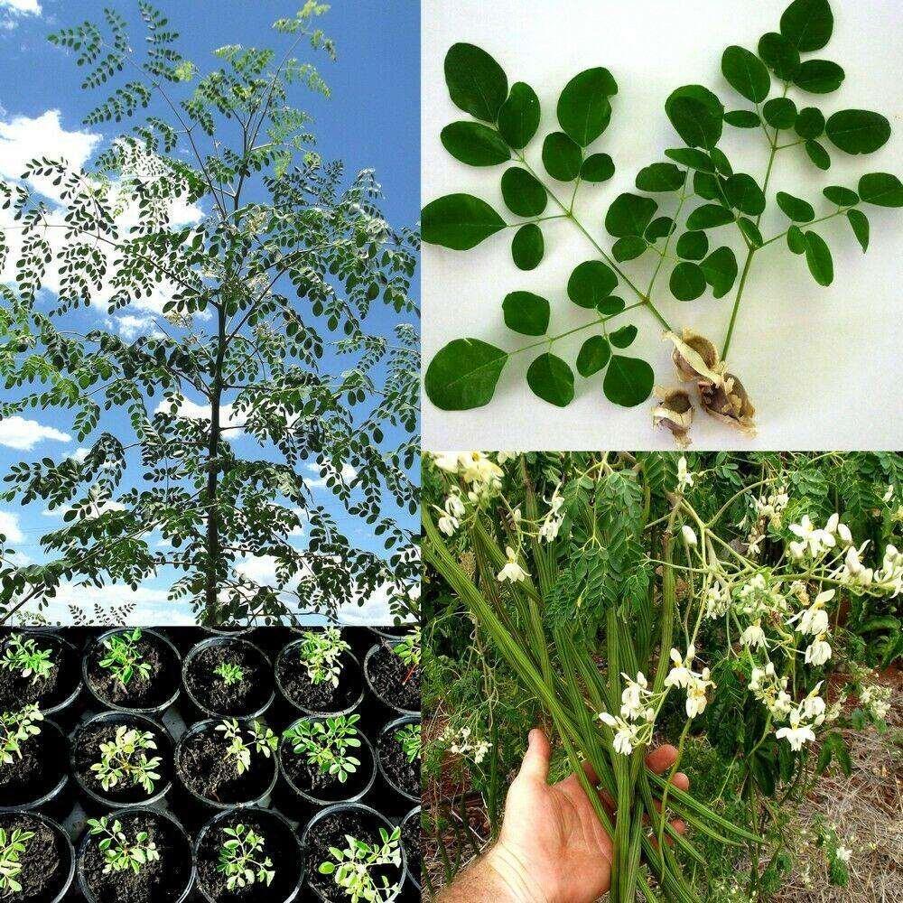 10 Drumstick Miracle Tree Seeds - Seed World