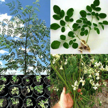 10 Drumstick Miracle Tree Seeds - Seed World