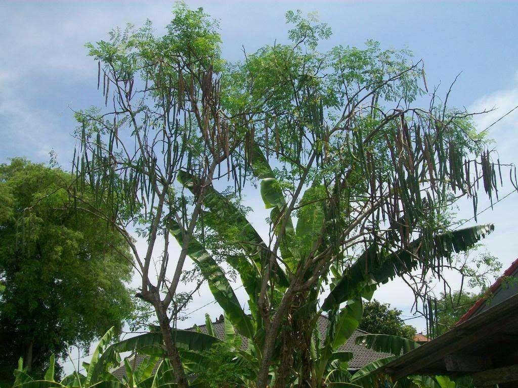 10 Drumstick Miracle Tree Seeds - Seed World
