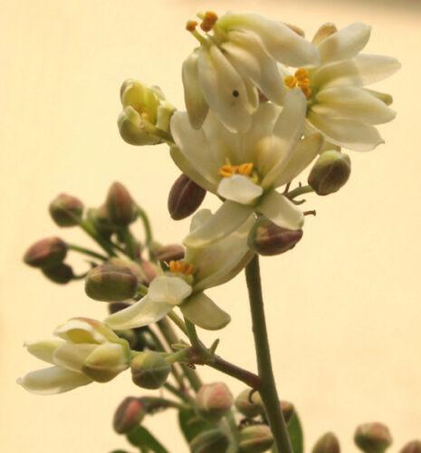 10 Drumstick Miracle Tree Seeds - Seed World