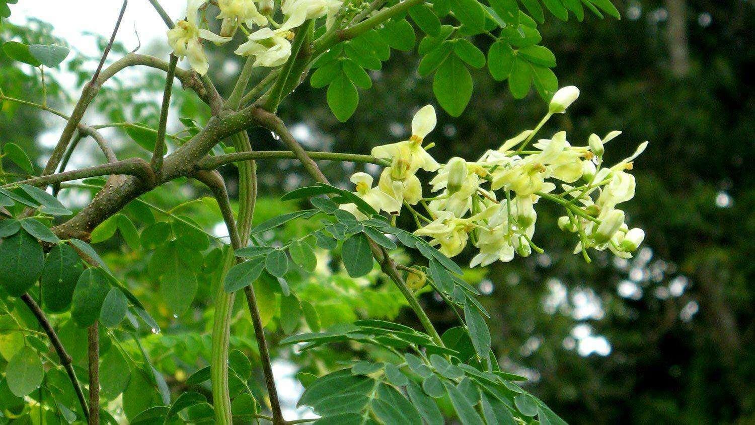 10 Drumstick Miracle Tree Seeds - Seed World