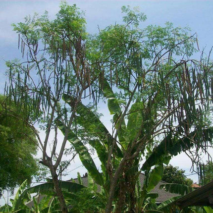 10 Drumstick Miracle Tree Seeds - Seed World