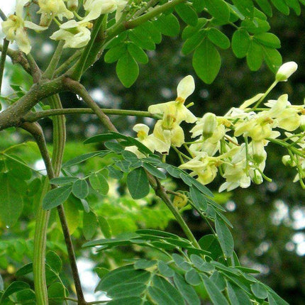 10 Drumstick Miracle Tree Seeds - Seed World