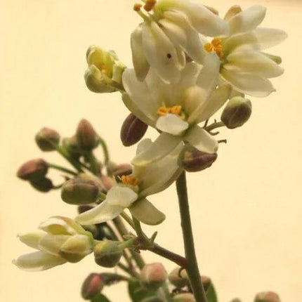 10 Drumstick Miracle Tree Seeds - Seed World
