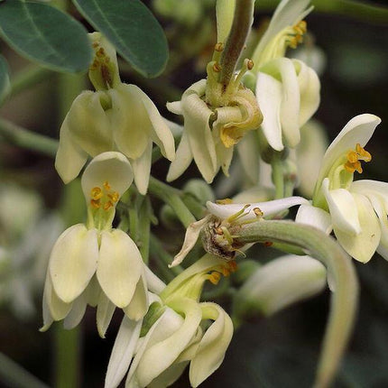 10 Drumstick Miracle Tree Seeds - Seed World