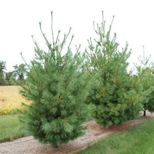 10 Eastern White Pine (Pinus Strobus) Seeds - Seed World