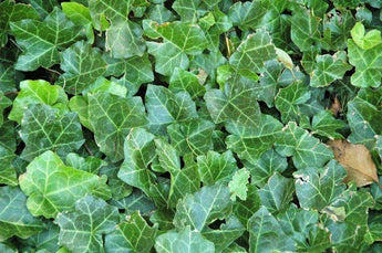 10 English Ivy (Hedera Helix) Seeds - Seed World