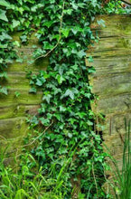 10 English Ivy (Hedera Helix) Seeds - Seed World