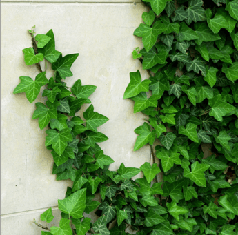 10 English Ivy (Hedera Helix) Seeds - Seed World