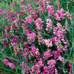 15 Everlasting Sweet Peas - Pearl Pink Seeds - Seed World