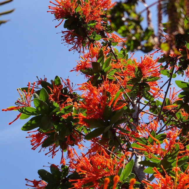 10+ Firebush - Hamelia Patens Seeds - Seed World