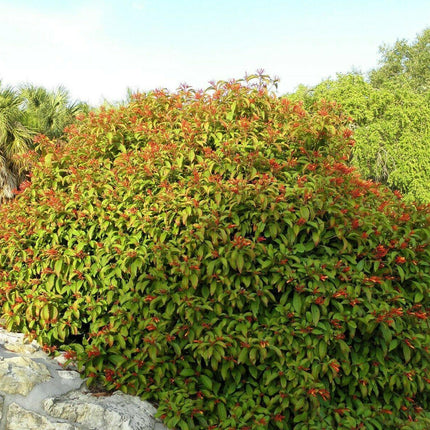 10+ Firebush - Hamelia Patens Seeds - Seed World