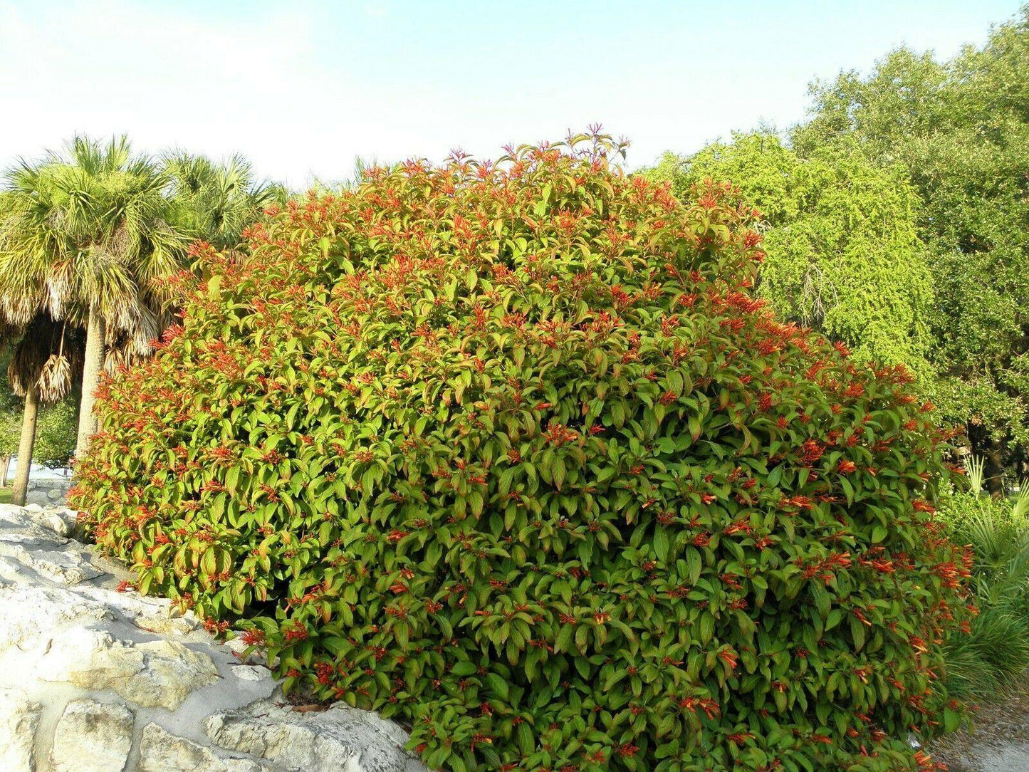 10+ Firebush - Hamelia Patens Seeds - Seed World