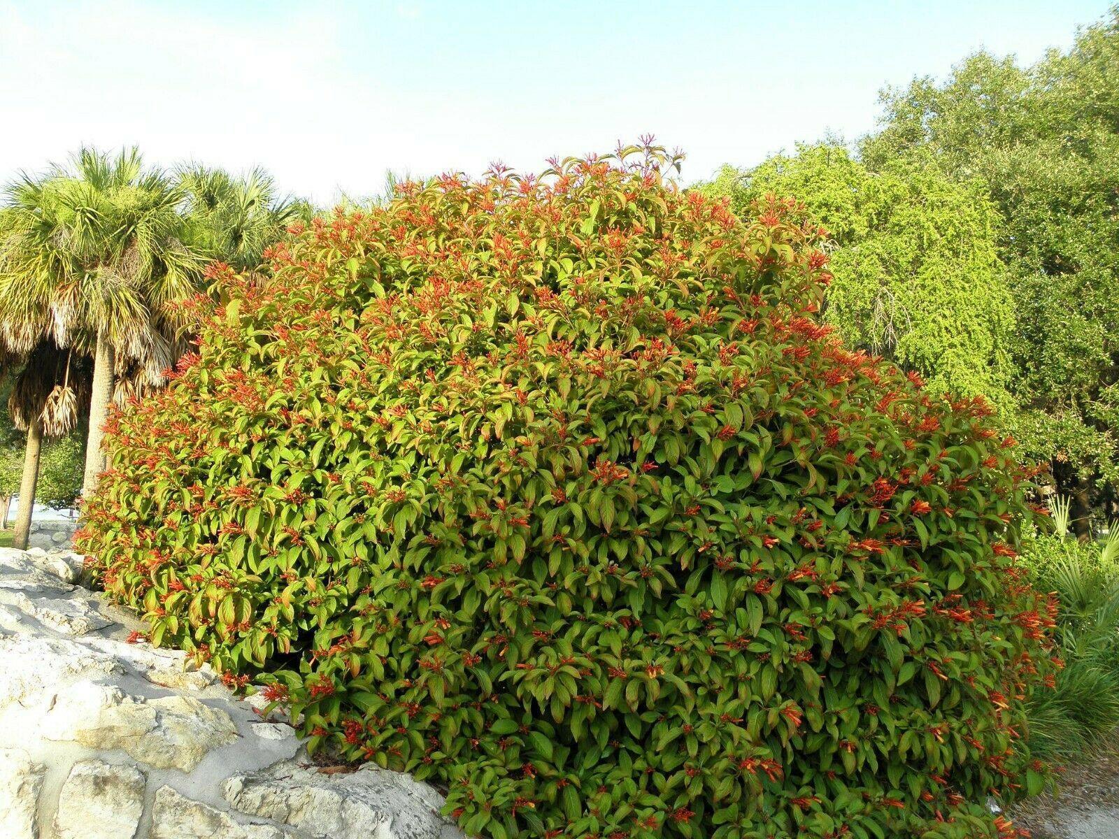 10+ Firebush - Hamelia Patens Seeds - Seed World