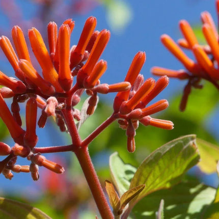 10+ Firebush - Hamelia Patens Seeds - Seed World