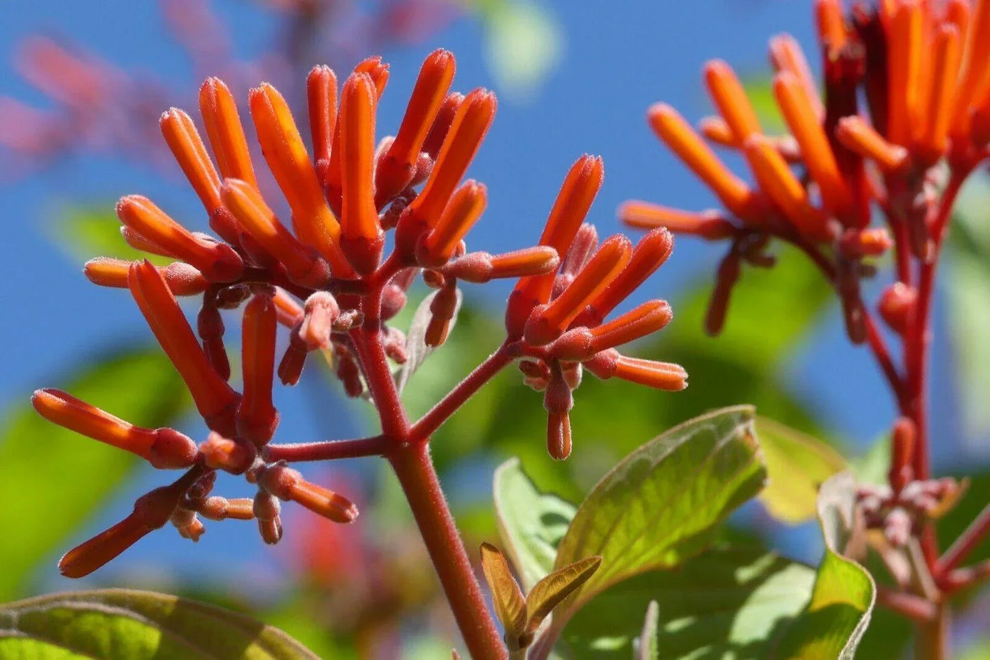 10+ Firebush - Hamelia Patens Seeds - Seed World
