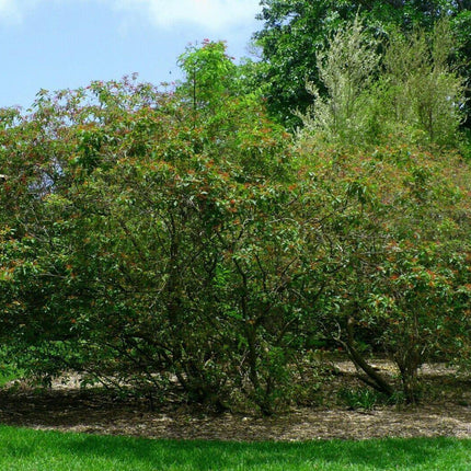 10+ Firebush - Hamelia Patens Seeds - Seed World