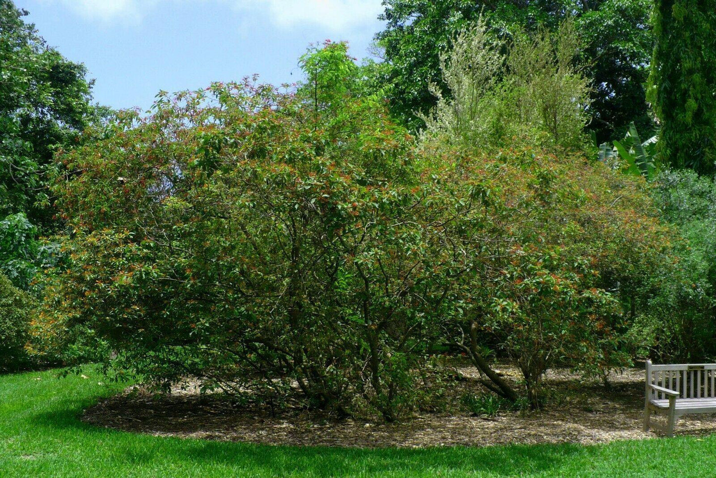 10+ Firebush - Hamelia Patens Seeds - Seed World