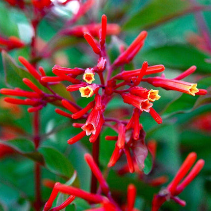 10+ Firebush - Hamelia Patens Seeds - Seed World