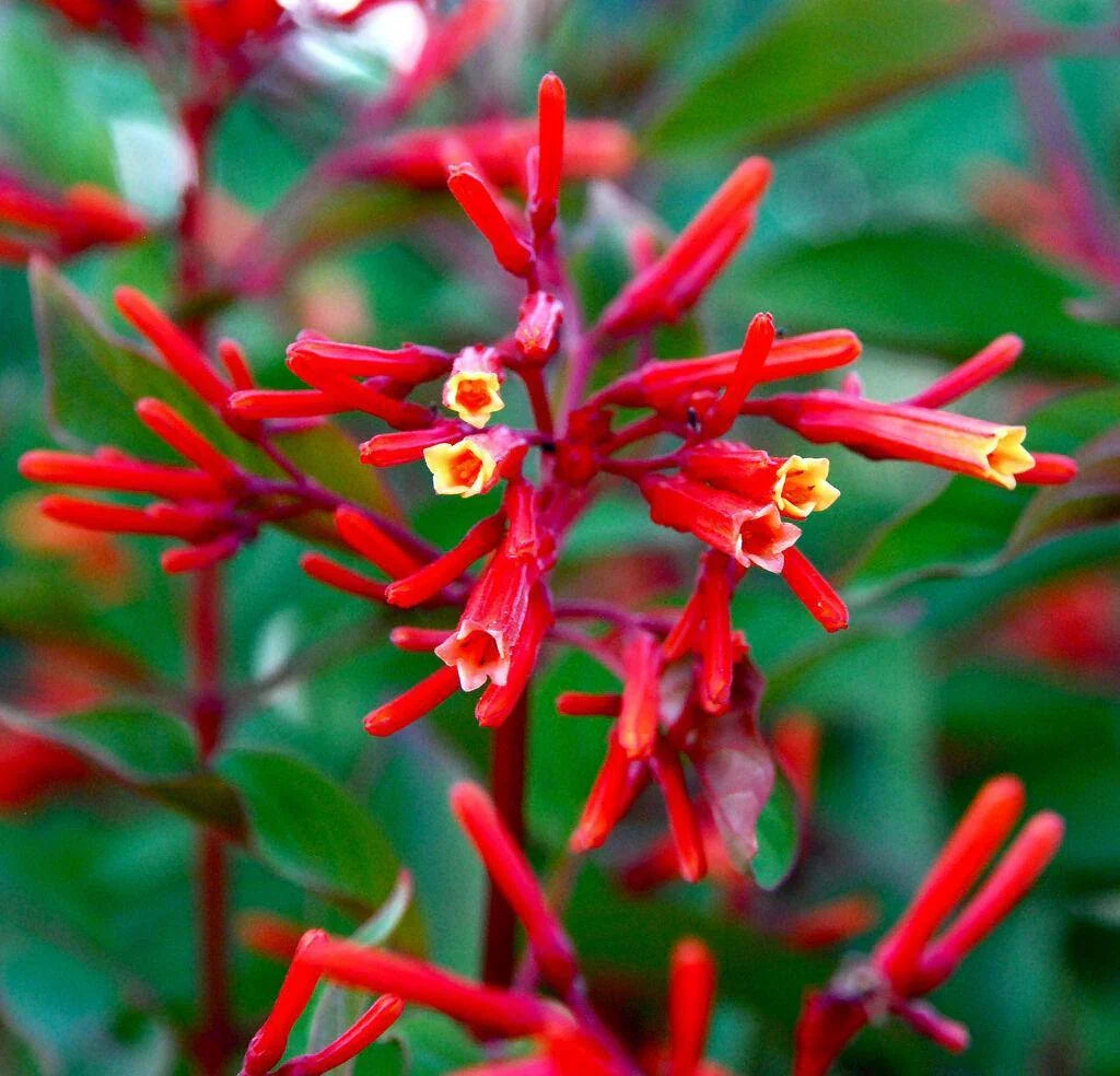 10+ Firebush - Hamelia Patens Seeds - Seed World