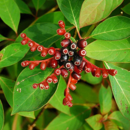 10+ Firebush - Hamelia Patens Seeds - Seed World