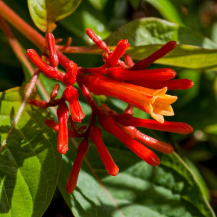 10+ Firebush - Hamelia Patens Seeds - Seed World