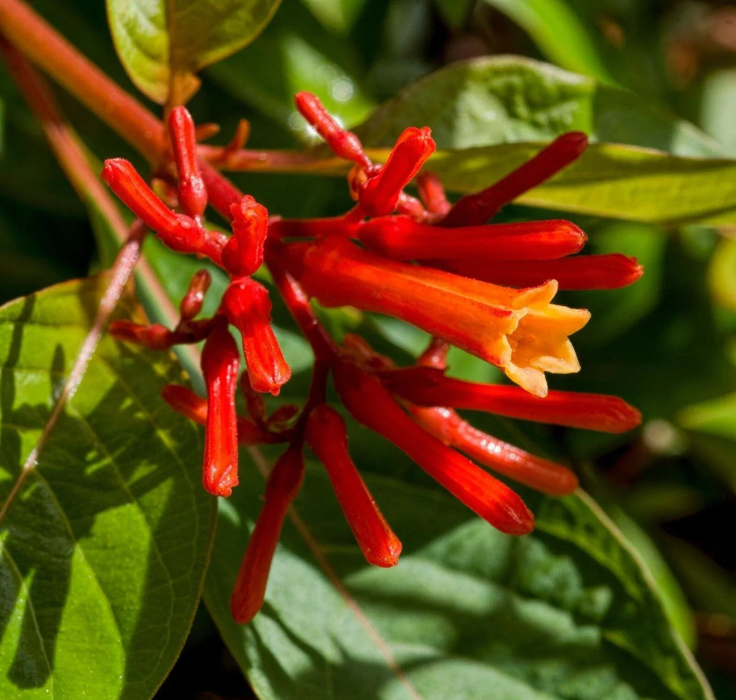 10+ Firebush - Hamelia Patens Seeds - Seed World