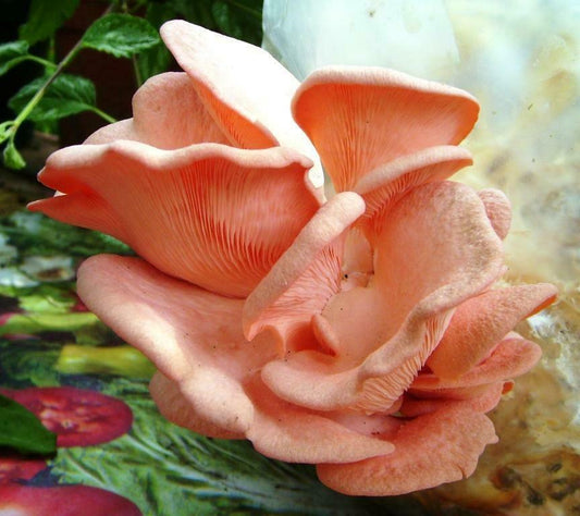 10 g Fresh PINK OYSTER Mushroom Seeds - Seed World