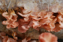 10 g Fresh PINK OYSTER Mushroom Seeds - Seed World