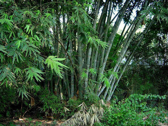 10 Giant Calcutta Bamboo Seeds - Seed World