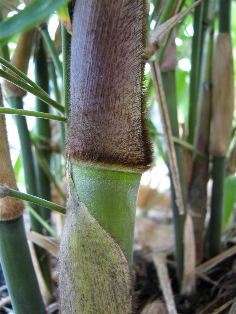 10 Giant Calcutta Bamboo Seeds - Seed World