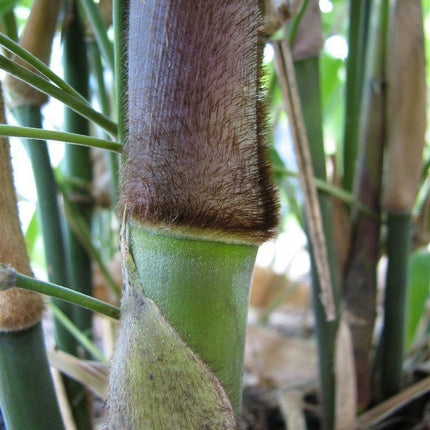 10 Giant Calcutta Bamboo Seeds - Seed World