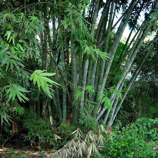 10 Giant Calcutta Bamboo Seeds - Seed World