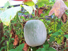 10 Giant White Winter Melon Seeds - Seed World