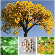 10 Ginkgo Biloba | Maidenhair Tree Seeds - Seed World