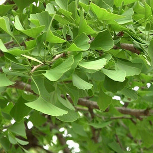 10 Ginkgo Biloba | Maidenhair Tree Seeds - Seed World
