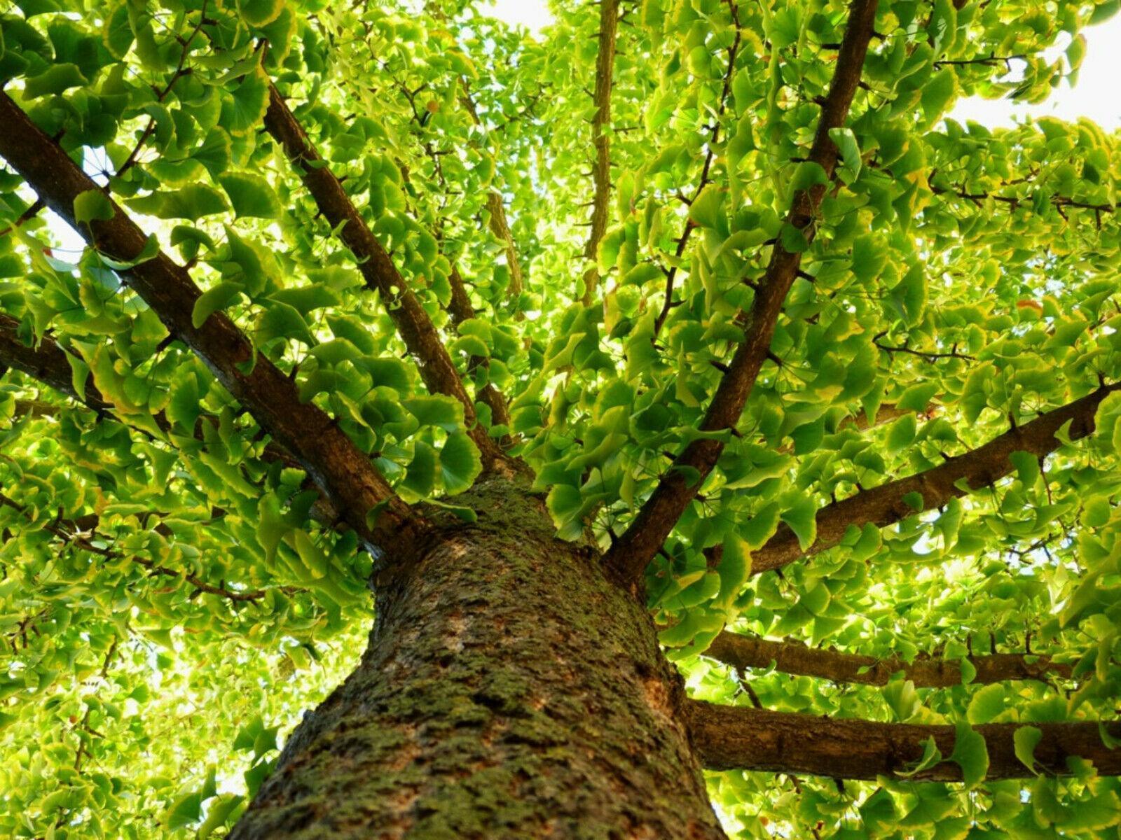 10 Ginkgo Biloba | Maidenhair Tree Seeds - Seed World
