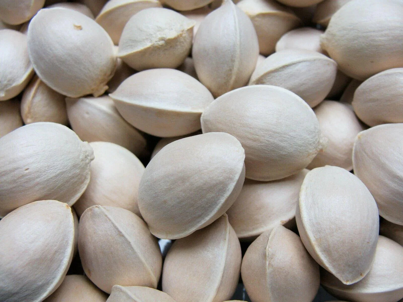 10 Ginkgo Biloba | Maidenhair Tree Seeds - Seed World