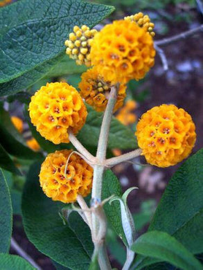 10 Golden Ball Butterfly Bush Seeds - Seed World