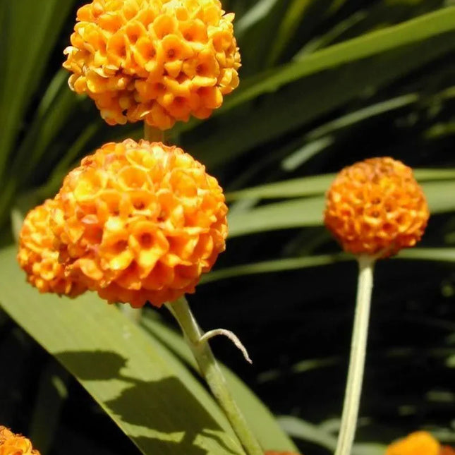 10 Golden Ball Butterfly Bush Seeds - Seed World