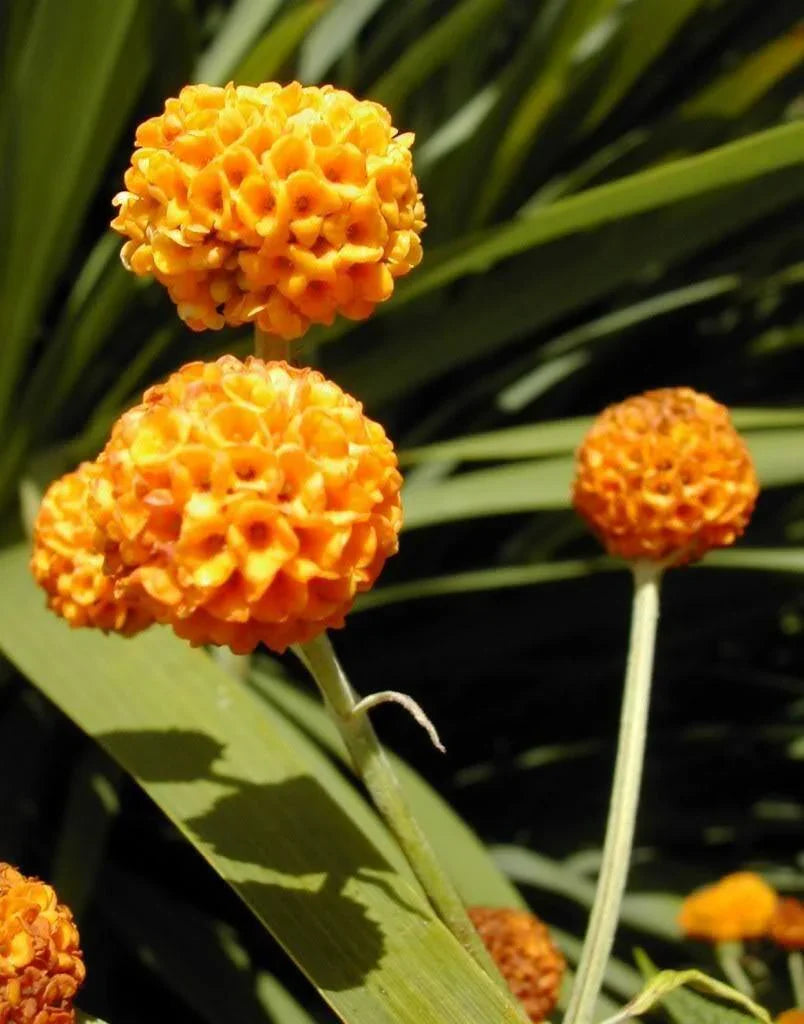 10 Golden Ball Butterfly Bush Seeds - Seed World