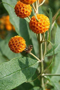 10 Golden Ball Butterfly Bush Seeds - Seed World