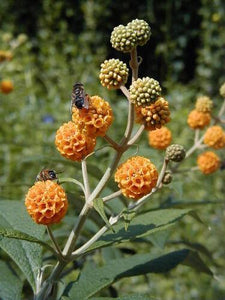 10 Golden Ball Butterfly Bush Seeds - Seed World